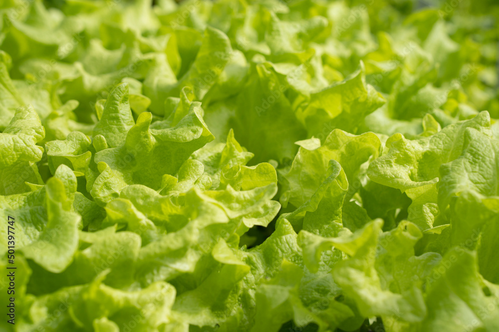 Close-up of lettuce leaves with strong detailed texture. Top view of fresh lettuce Natural background. Close-up of lettuce leaves with strong detailed texture. Top view of fresh lettuce Natural background.