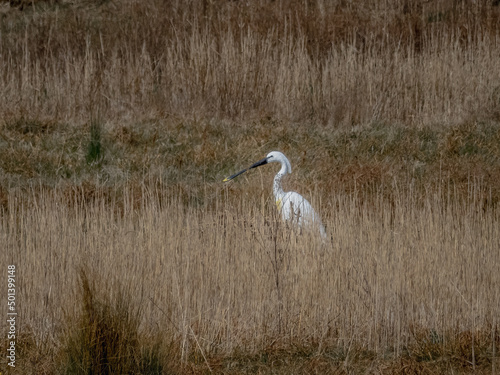 Great egret in Frampton Marsh nature preserve in Wyberton, England, the UK photo