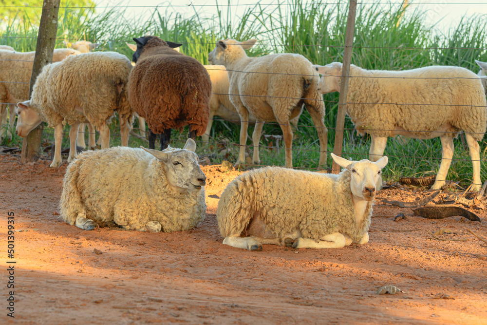 Fototapeta premium Two sheep that escaped from the farm's pasture lying on the ground of a dirt road in front of the flock.