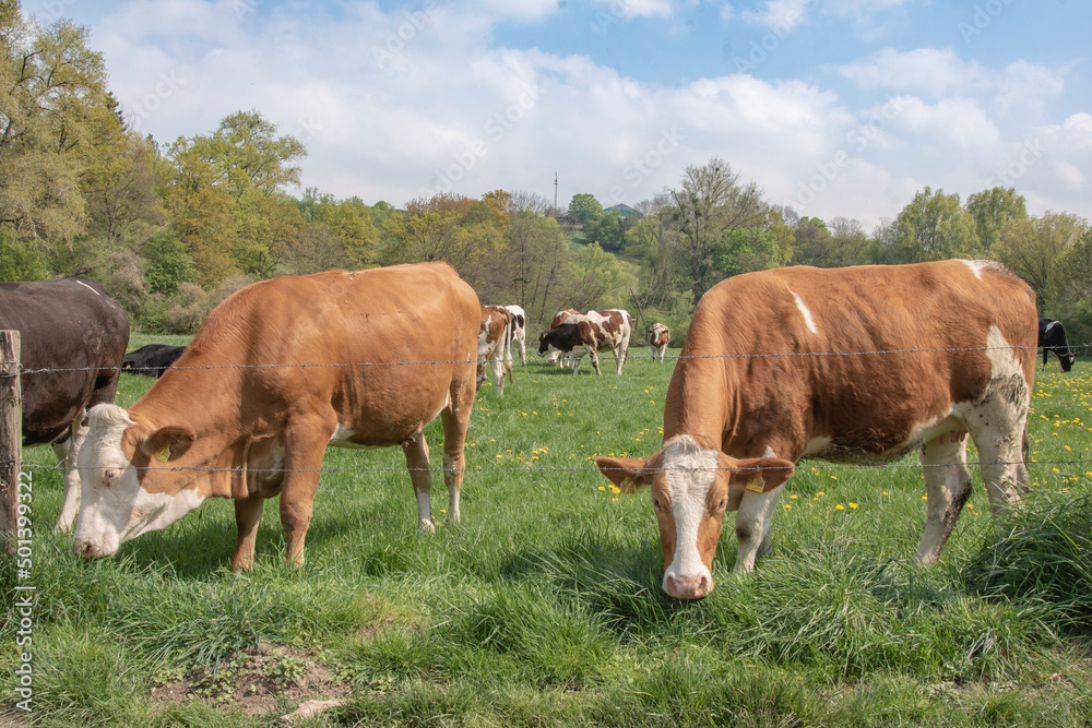 Kühe auf einer Wiese im Frühling
