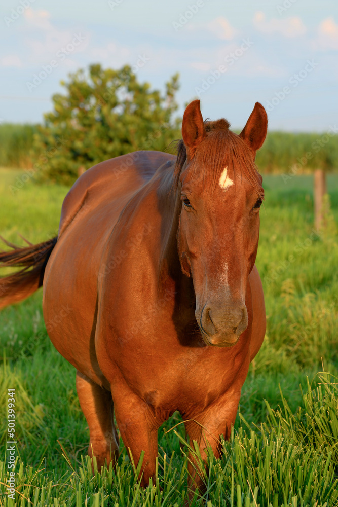 Portrait of a beautiful brown horse during sunset in the pasture of a farm with green grass. Portrait of a beautiful brown horse during sunset in the pasture of a farm with green grass.