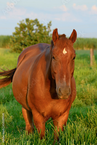 Portrait of a beautiful brown horse during sunset in the pasture of a farm with green grass.
