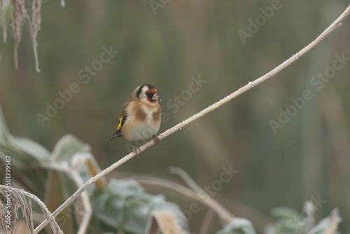 Closeup shot of a Goldfinch, Carduelis carduelis perched on a branch photo