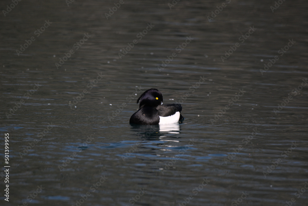 Fototapeta premium Fuligule morillon mâle (Aythya fuligula) nageant dans un lac Alsacien - Bas Rhin - France