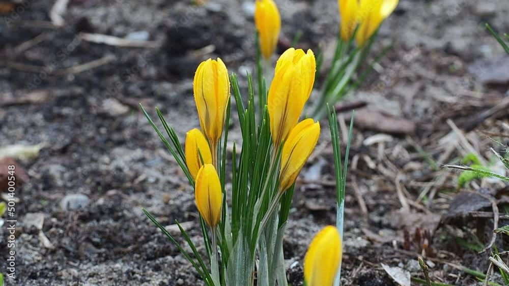 Yellow crocuses close-up, time of year spring, flowers. The first flowers, the beginning of spring. Concept of ecology. Yellow crocuses close-up, time of year spring, flowers. The first flowers, the beginning of spring. Concept of ecology.
