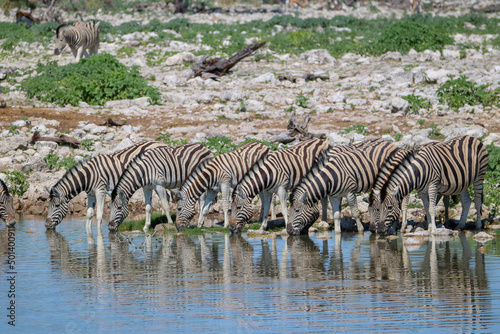 Zebra drinking water at Okaukuejo waterhole  Etosha National Park  Namibia