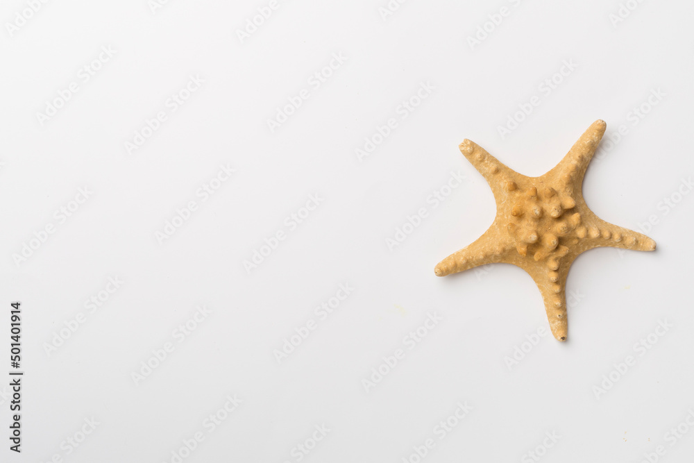 Starfish on white background, top view Starfish on white background, top view