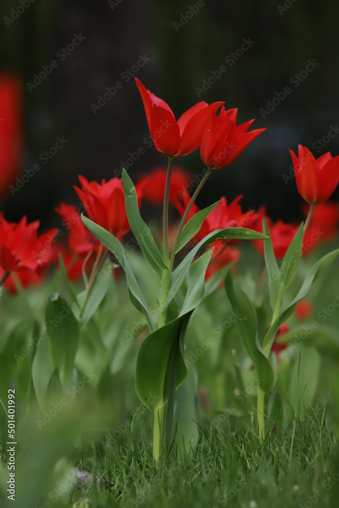 tulipan czerwony na tle innych tulipanów - obrazy, fototapety, plakaty 