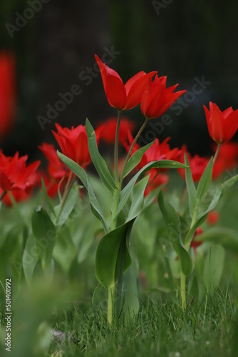 tulipan czerwony na tle innych tulipanów