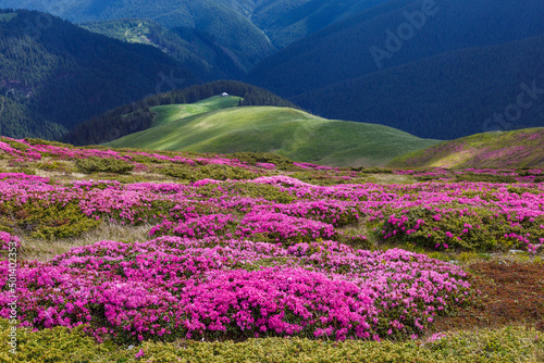 Beautiful summer landscapes in Carpatian mountains with rhododendron flowers