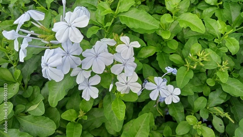 beautiful white flower green leaves background