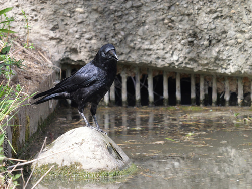 Close-up shot of a black craw on a rock in the pons in its natural habitat in summer