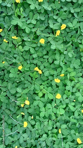 green plants with small yellow flower background