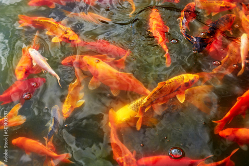 ornamental goldfish swimming in the city pond