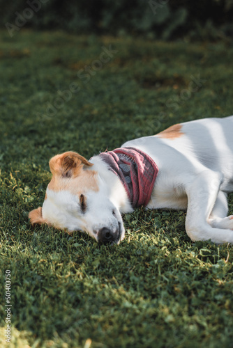 Vertical shot of a dog sleeping on grass photo