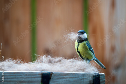 a titmouse, parus major, is collect dog hairs for the nest building at a spring day 