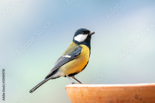 a great tit, parus major, perched on a bird bath and is drinking water