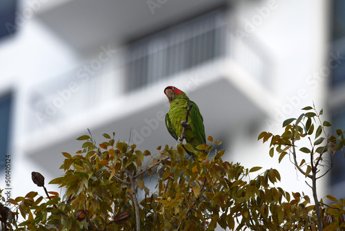 Closeup shot of a mitred parakeet on the edge of branch with a blurry background of white building