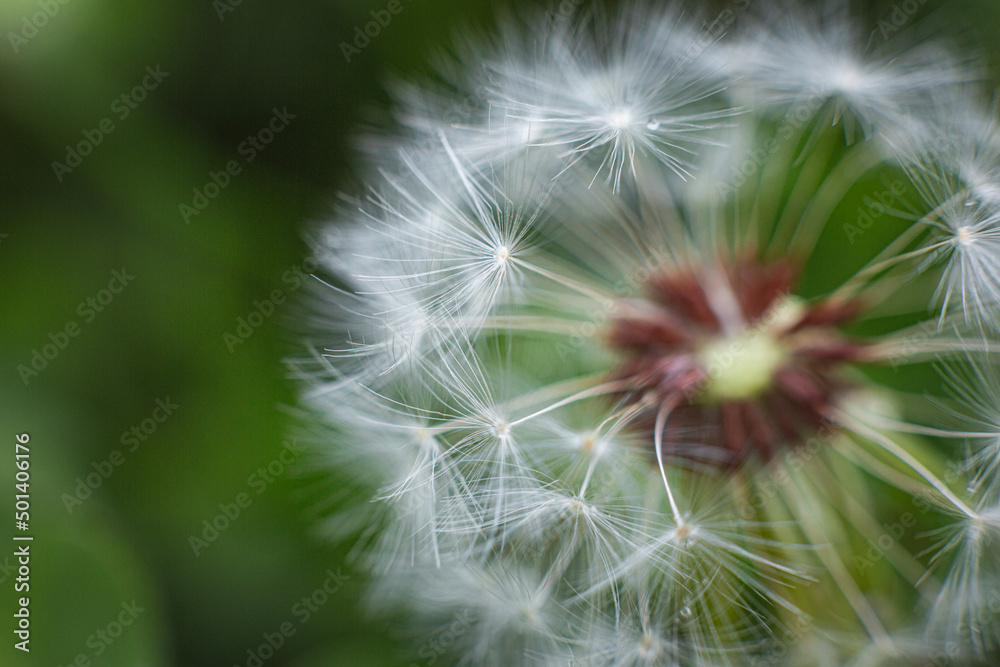 Fototapeta premium Beautiful flying red ladybug with white dandelion fluffy. Macro shot. selective focus with copy space