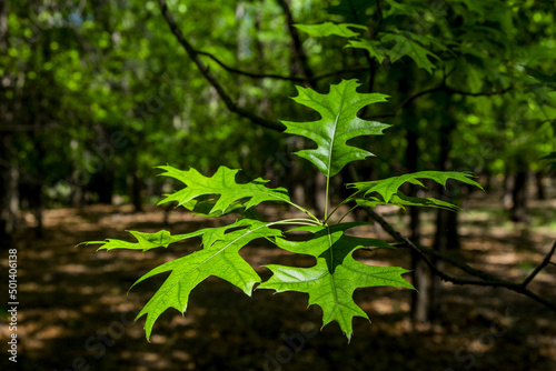 Cloeup shot of green leaves of a red oak tree in a forest photo