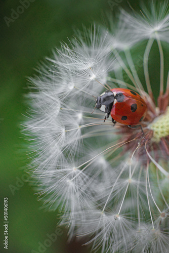 Beautiful flying red ladybug with white dandelion fluffy. Macro shot. selective focus with copy space © TATIANA