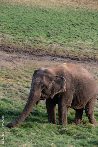An Old Asian Elephant enjoying feeding on a sunny day at Satpura Tiger Reserve  Madhya Pradesh  India