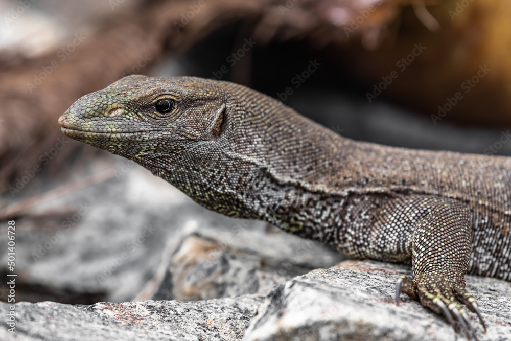 Fototapeta premium The head of a large monitor lizard