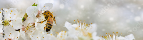 Springtime flowering branches and a bee with copy space banner