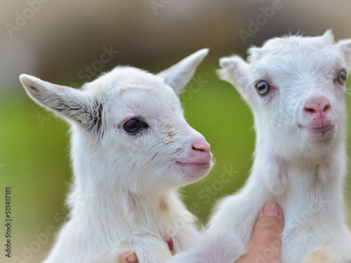 Close-up portrait of two white little goatlings