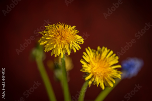 Blue Spike and Dandelion flowers blooms with red vintage background