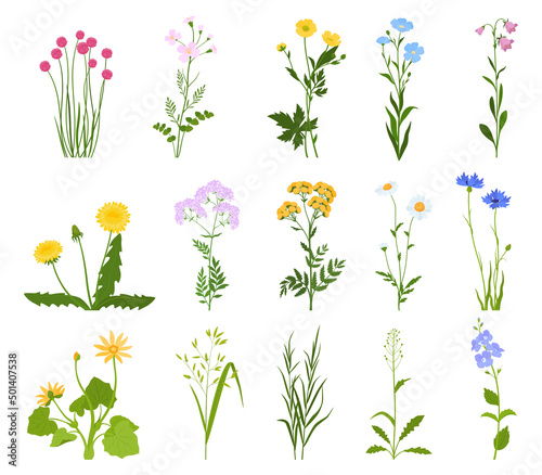 Set of various wild flowers and herbs. Vector illustration on a white background