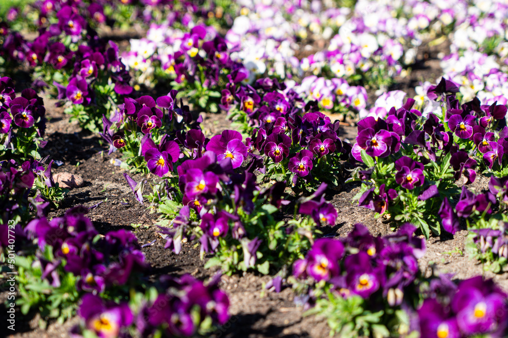 Naklejka premium Violets blooming in the spring garden