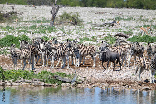 Zebra and Blue Wildebeest drinking water at Okaukuejo waterhole  Etosha National Park  Namibia