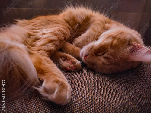 Sleeping orange main coon cat in ball on sofa at home © nastia1983