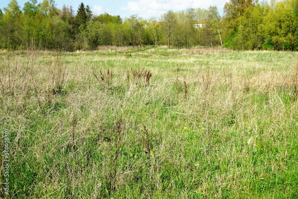 Wiesen Panorama mit hohem grünen und braunem Gras vor grünen Bäumen und Himmel mit Wolken bei Sonne im Frühling Wiesen Panorama mit hohem grünen und braunem Gras vor grünen Bäumen und Himmel mit Wolken bei Sonne im Frühling