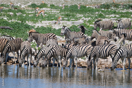 Zebra drinking water at the Okaukuejo waterhole  Etosha National Park  Namibia