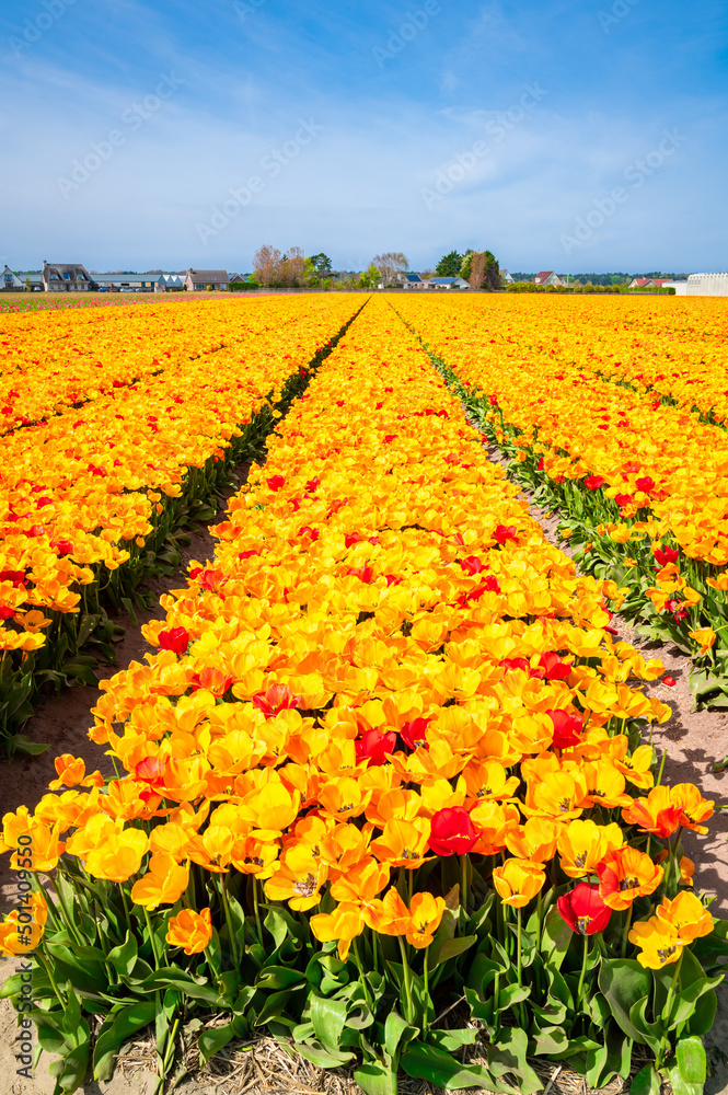 Rows of bright yellow and red tulip flowers on a sunny day in famous agricultural area Bollenstreek (