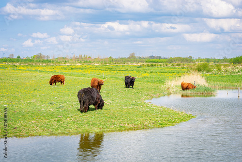 Bunch of Highland Cows in recreation area Bentwoud, situated in an area called 