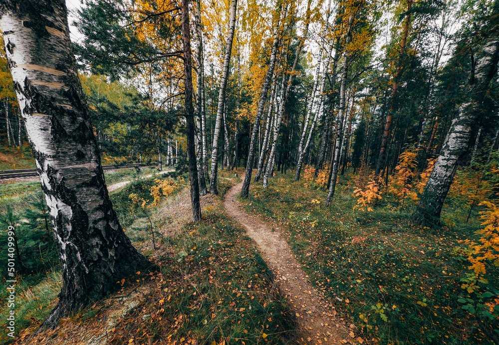 Fototapeta premium autumn in the forest