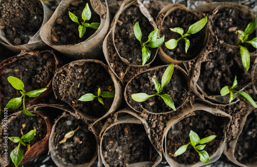 Seedlings, pepper leaves sprout from the ground in a greenhouse in the garden. Photography, top view, gardening