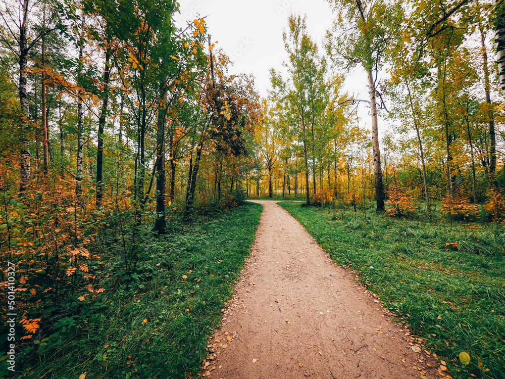 Naklejka premium autumn in the park