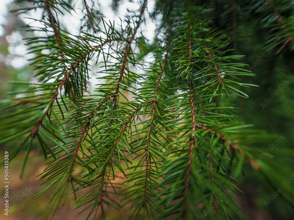 Fototapeta premium pine needles