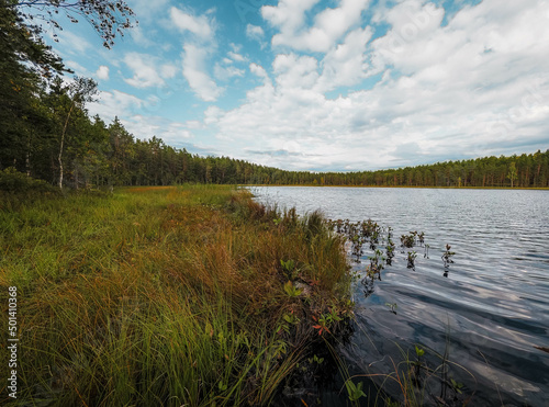 lake in the forest