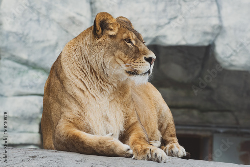 A lioness is resting on the stones 
