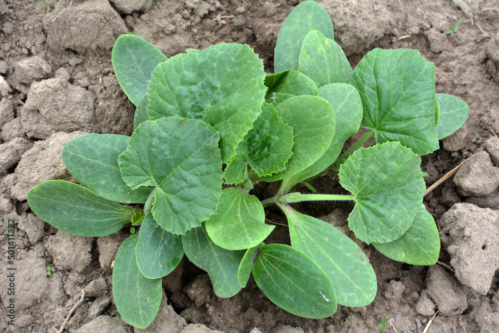Young courgette, zucchini seedlings grow in the open ground Young courgette, zucchini seedlings grow in the open ground