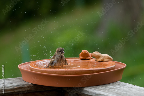 Fototapeta Naklejka Na Ścianę i Meble -  a sparrow is bathing and splashing with water in a bird bath 