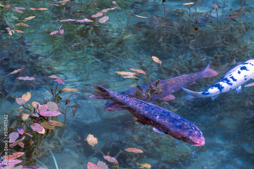 岐阜県にある美しい池、岐阜県にあるモネの池、美しい錦鯉が泳ぐ透明な池、