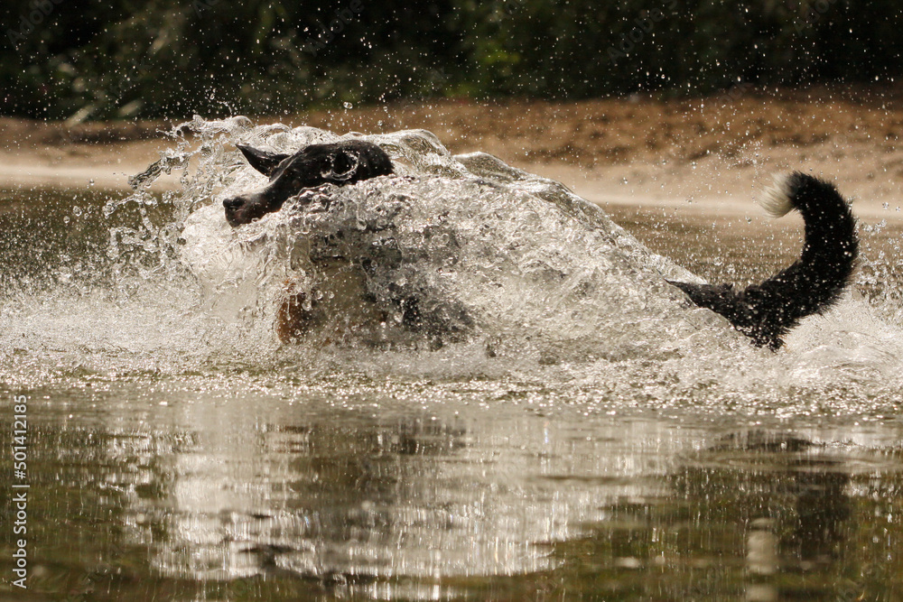 Naklejka premium Hund im See