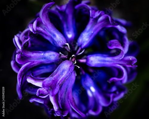 Fototapeta Naklejka Na Ścianę i Meble -  hyacinth on black