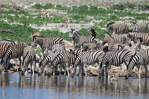 Zebra drinking water at Okaukuejo waterhole  Etosha National Park  Namibia